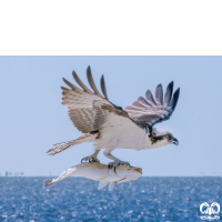 خانواده عقاب ماهیگیر PANDIONIDAE